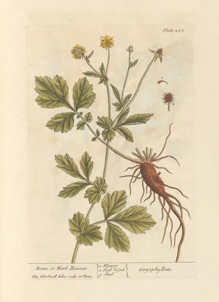 Avens or herb-bennet av Elizabeth Blackwell