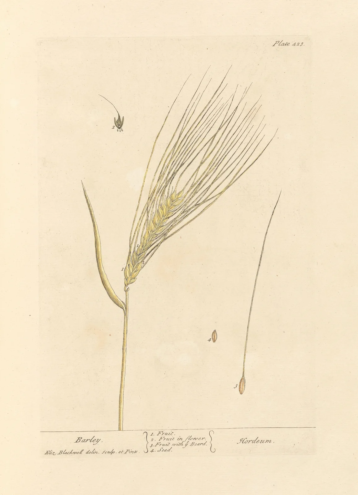 Barley av Elizabeth Blackwell