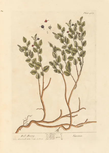 Bill berry av Elizabeth Blackwell