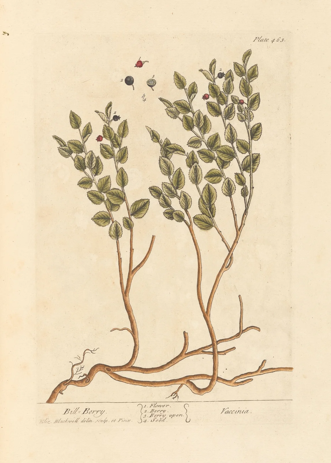 Bill berry av Elizabeth Blackwell
