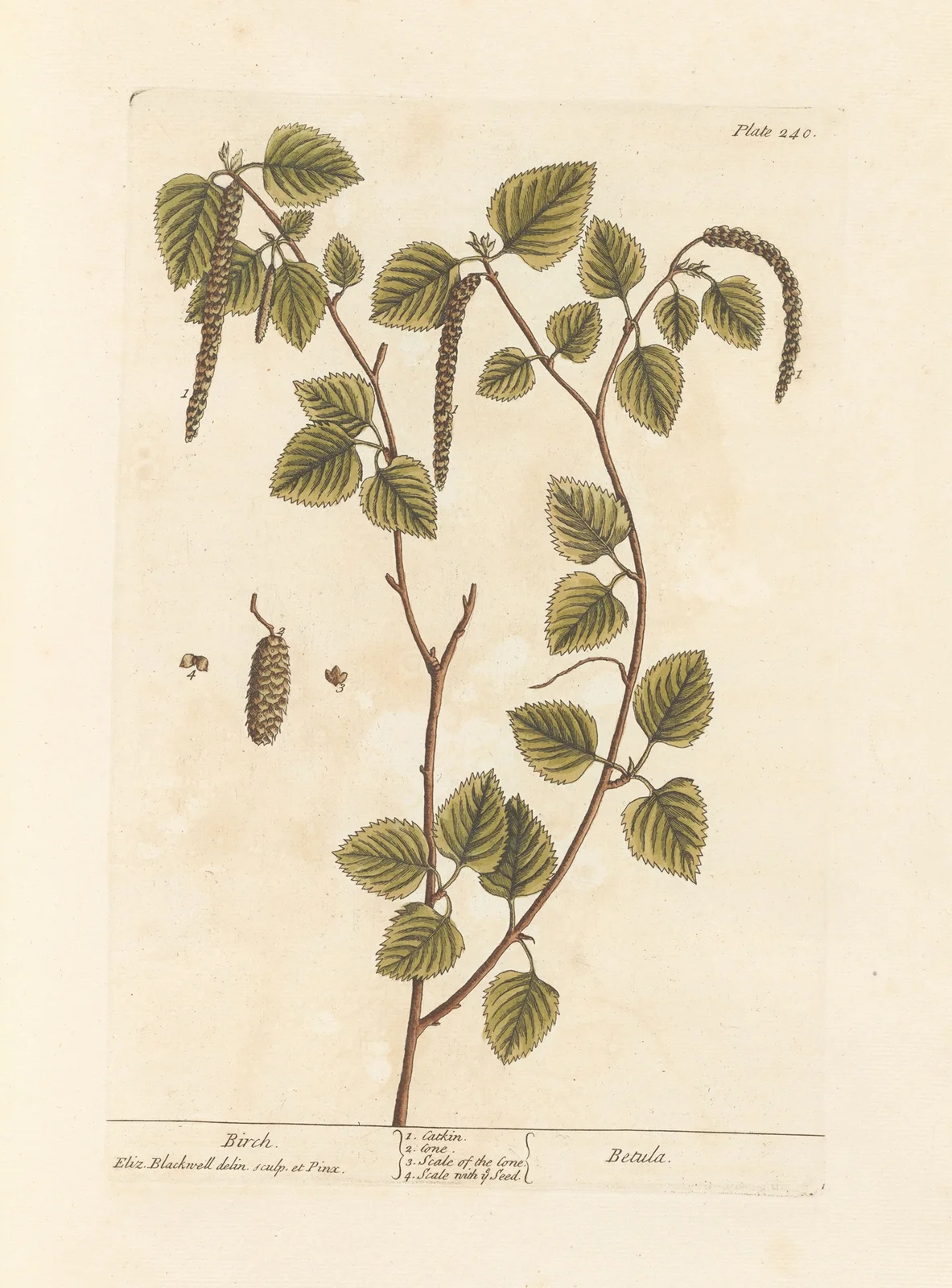 Birch av Elizabeth Blackwell