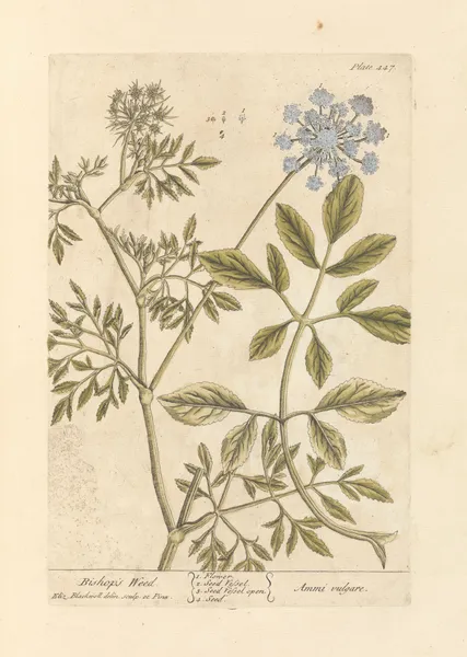Bishop’s weed av Elizabeth Blackwell