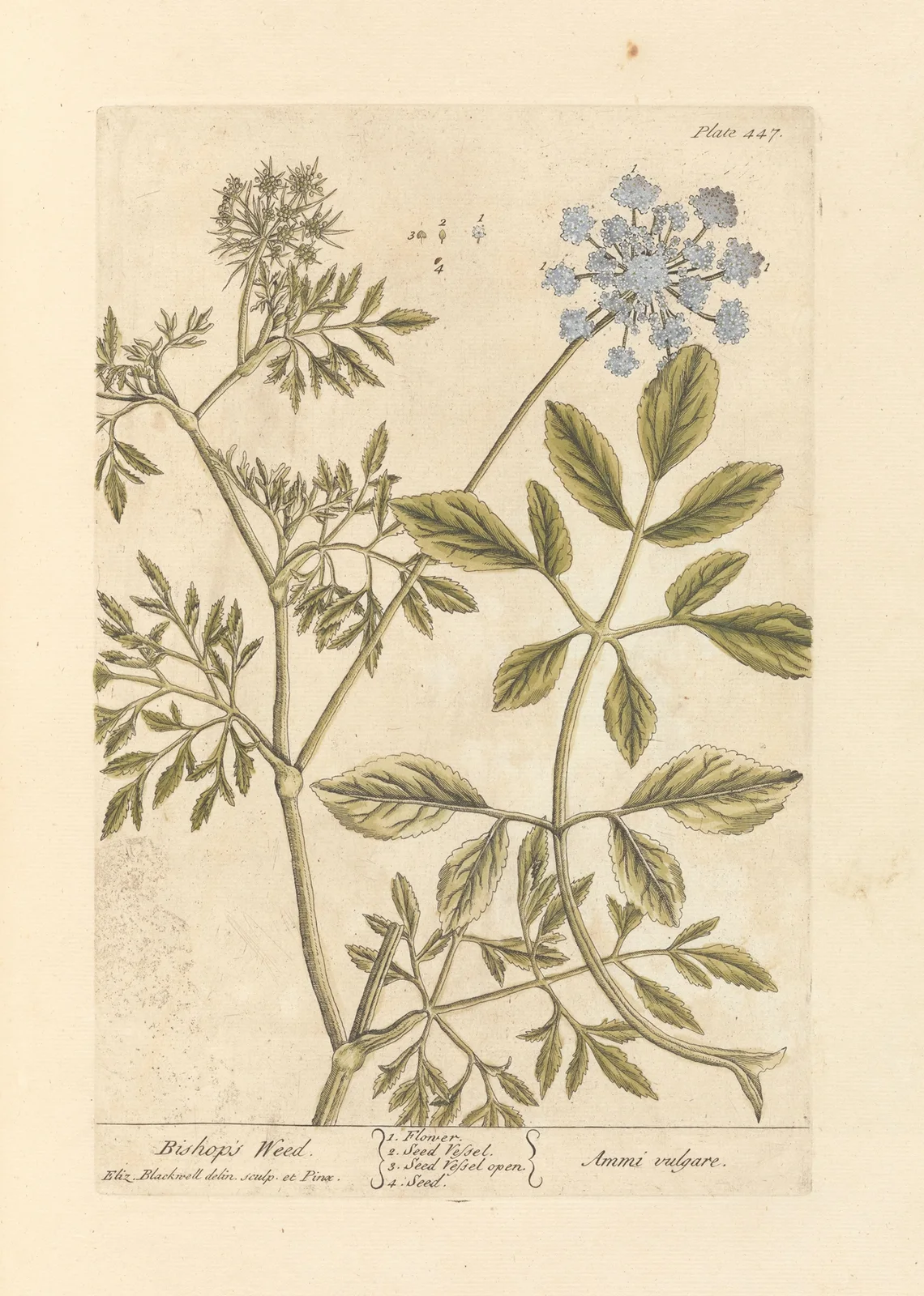 Bishop’s weed av Elizabeth Blackwell