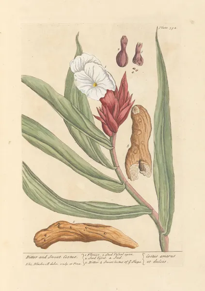 Bitter and sweet costus av Elizabeth Blackwell