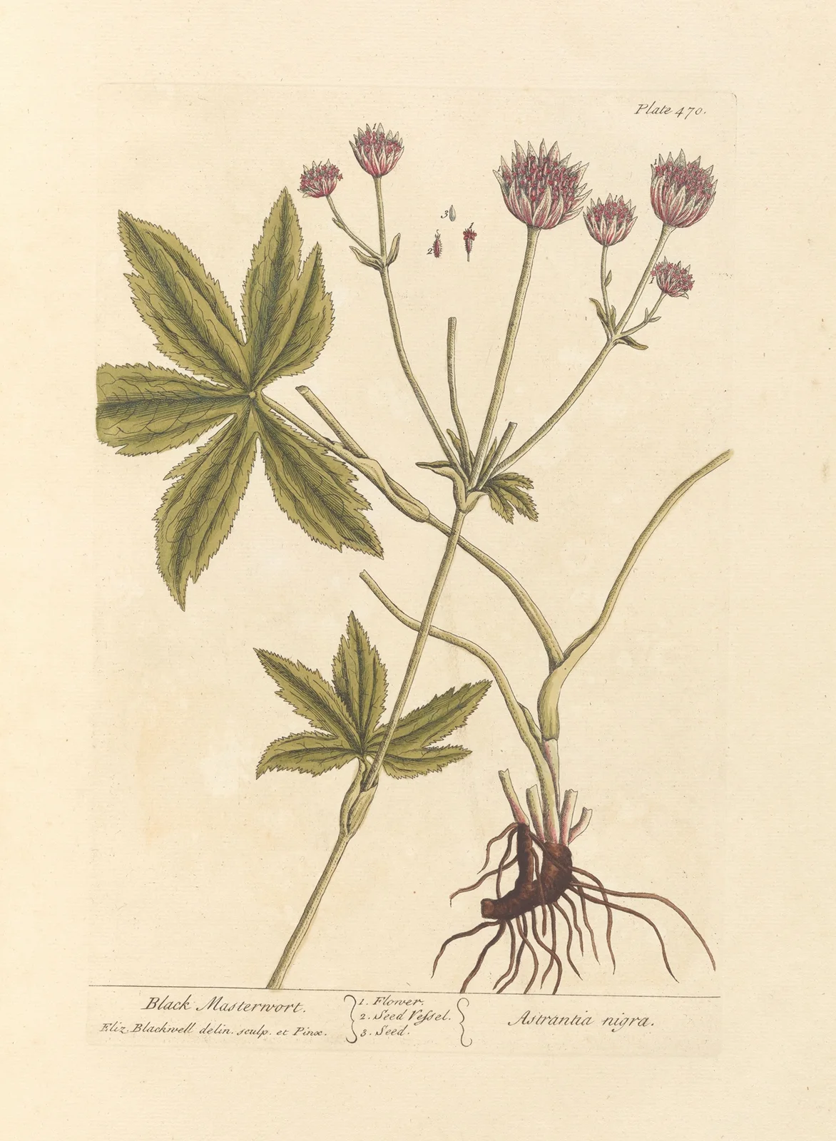 Black masterwort av Elizabeth Blackwell