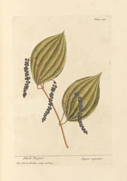 Black pepper av Elizabeth Blackwell