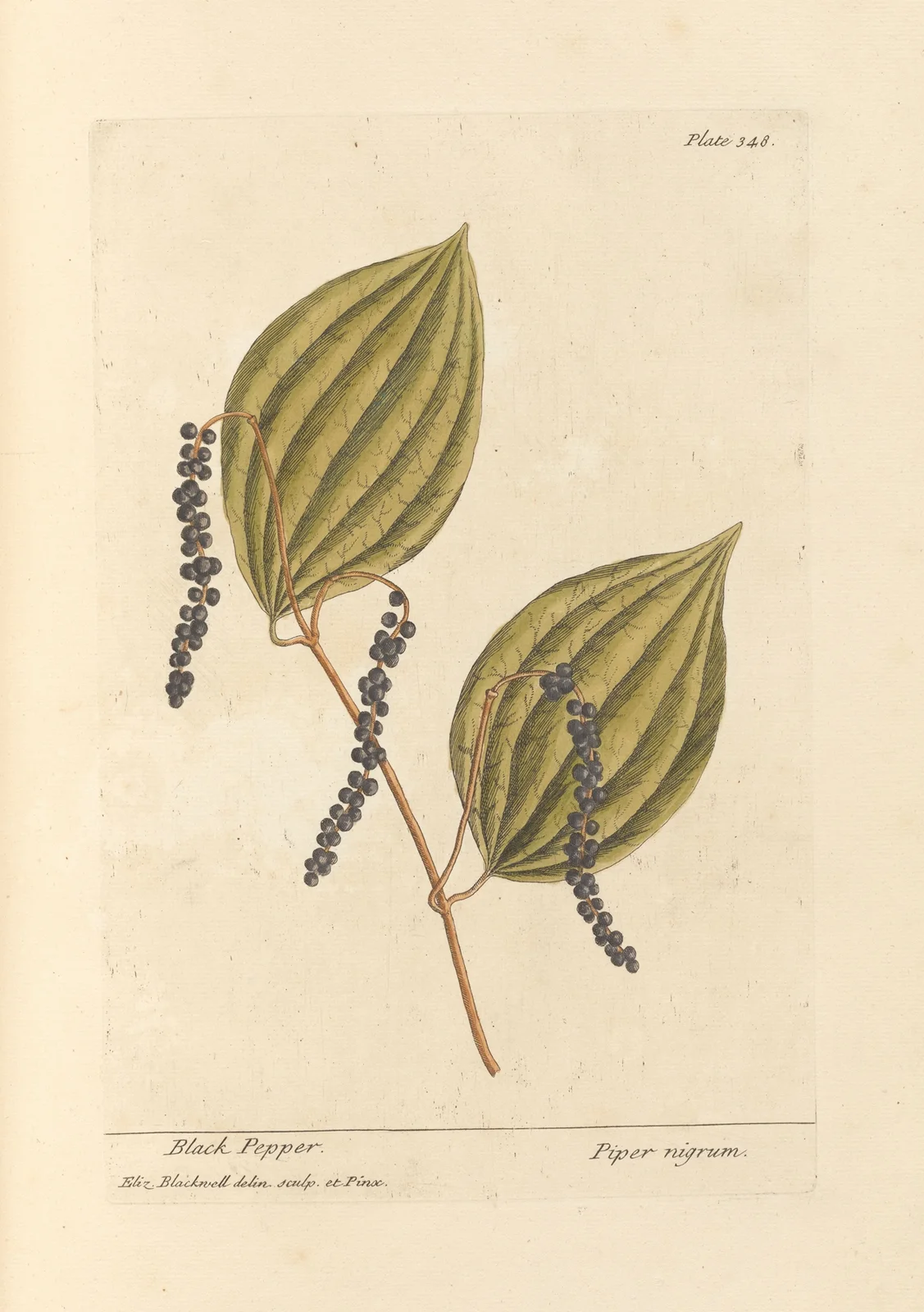 Black pepper av Elizabeth Blackwell