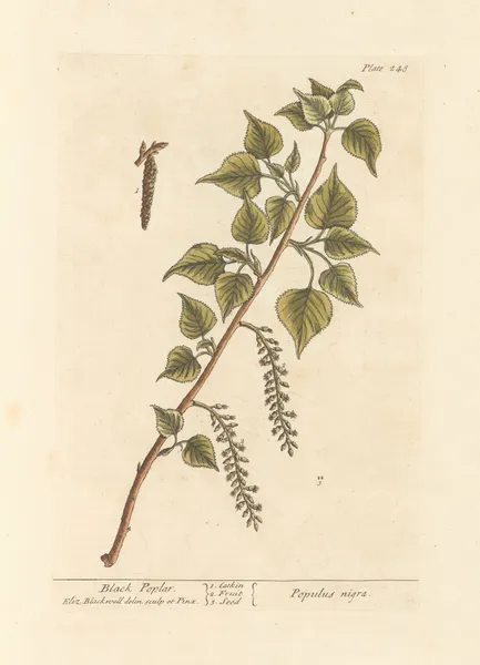Black poplar av Elizabeth Blackwell