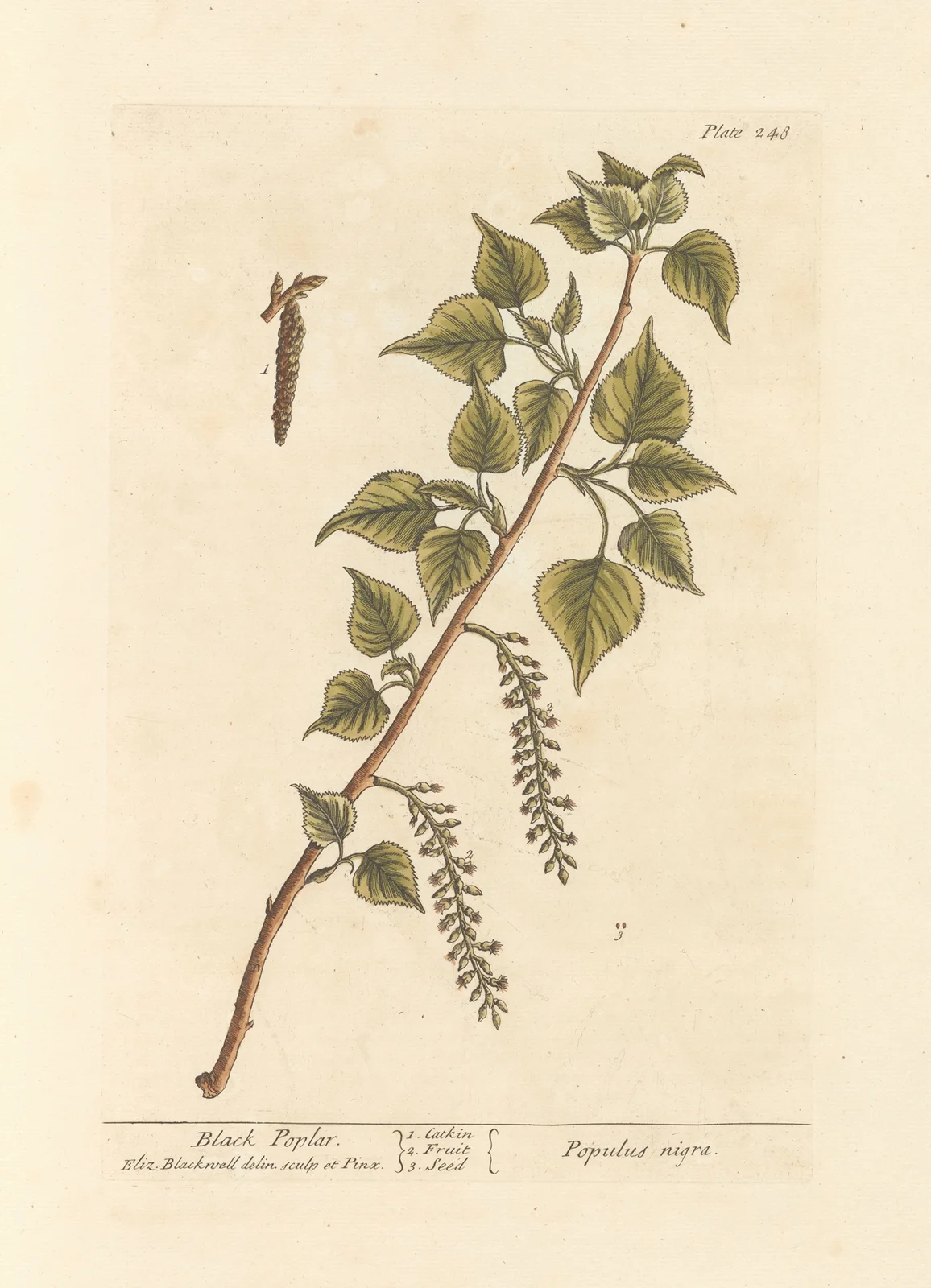 Black poplar av Elizabeth Blackwell