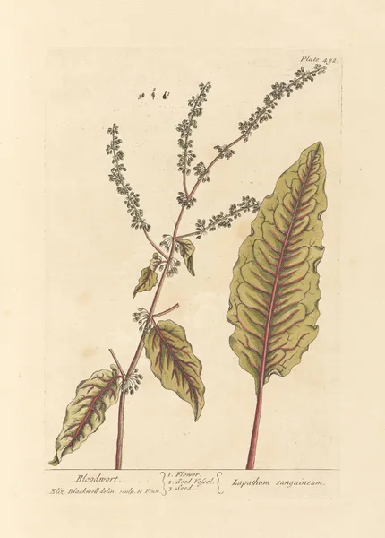 Bloodwort av Elizabeth Blackwell