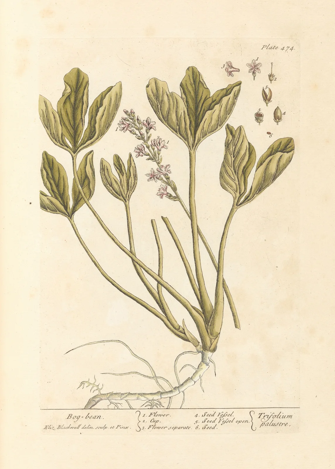 Bog bean av Elizabeth Blackwell