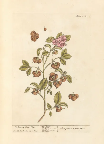 Bohea or peco tea av Elizabeth Blackwell