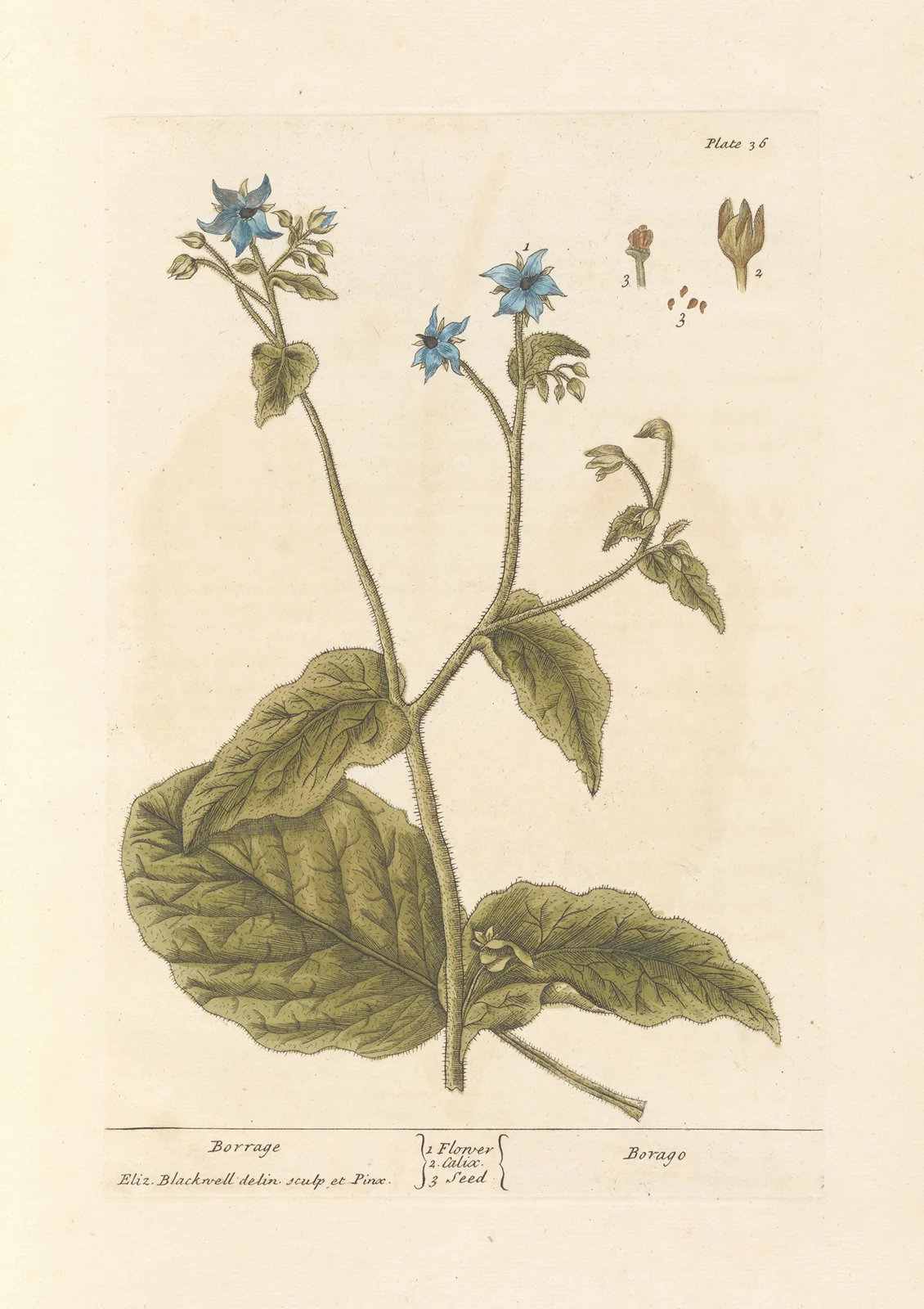 Borrage av Elizabeth Blackwell