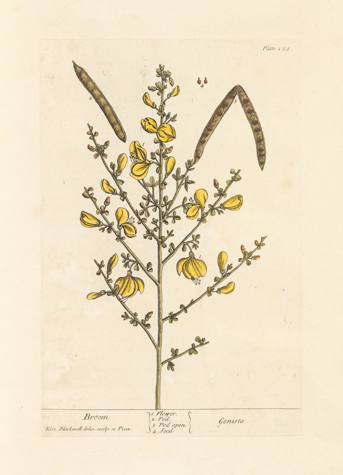 Broom av Elizabeth Blackwell