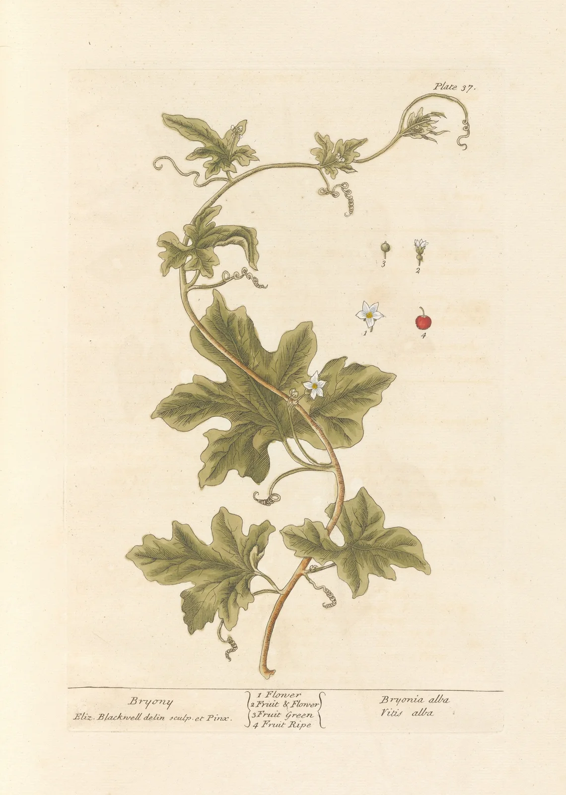 Bryony av Elizabeth Blackwell