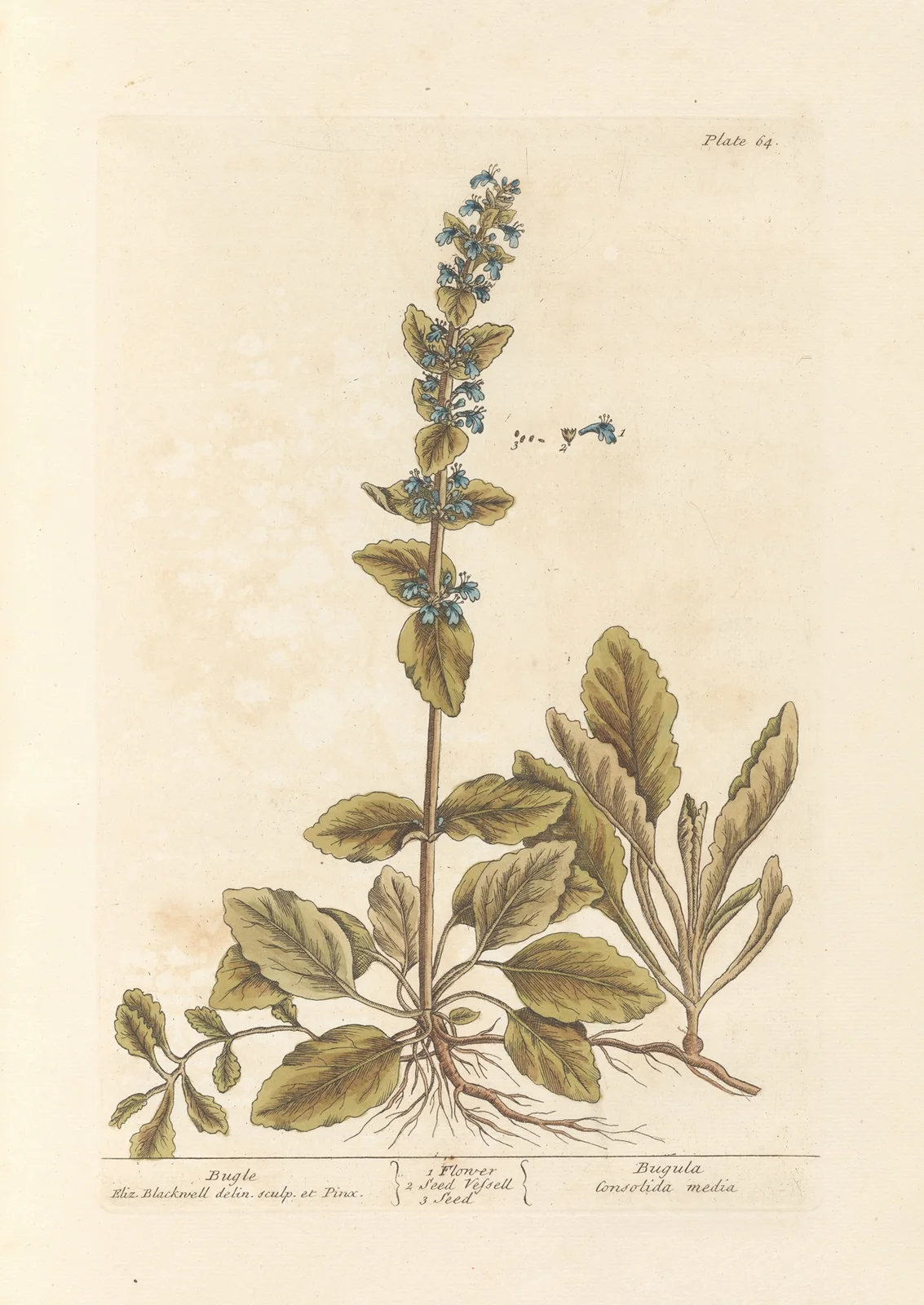 Bugle av Elizabeth Blackwell