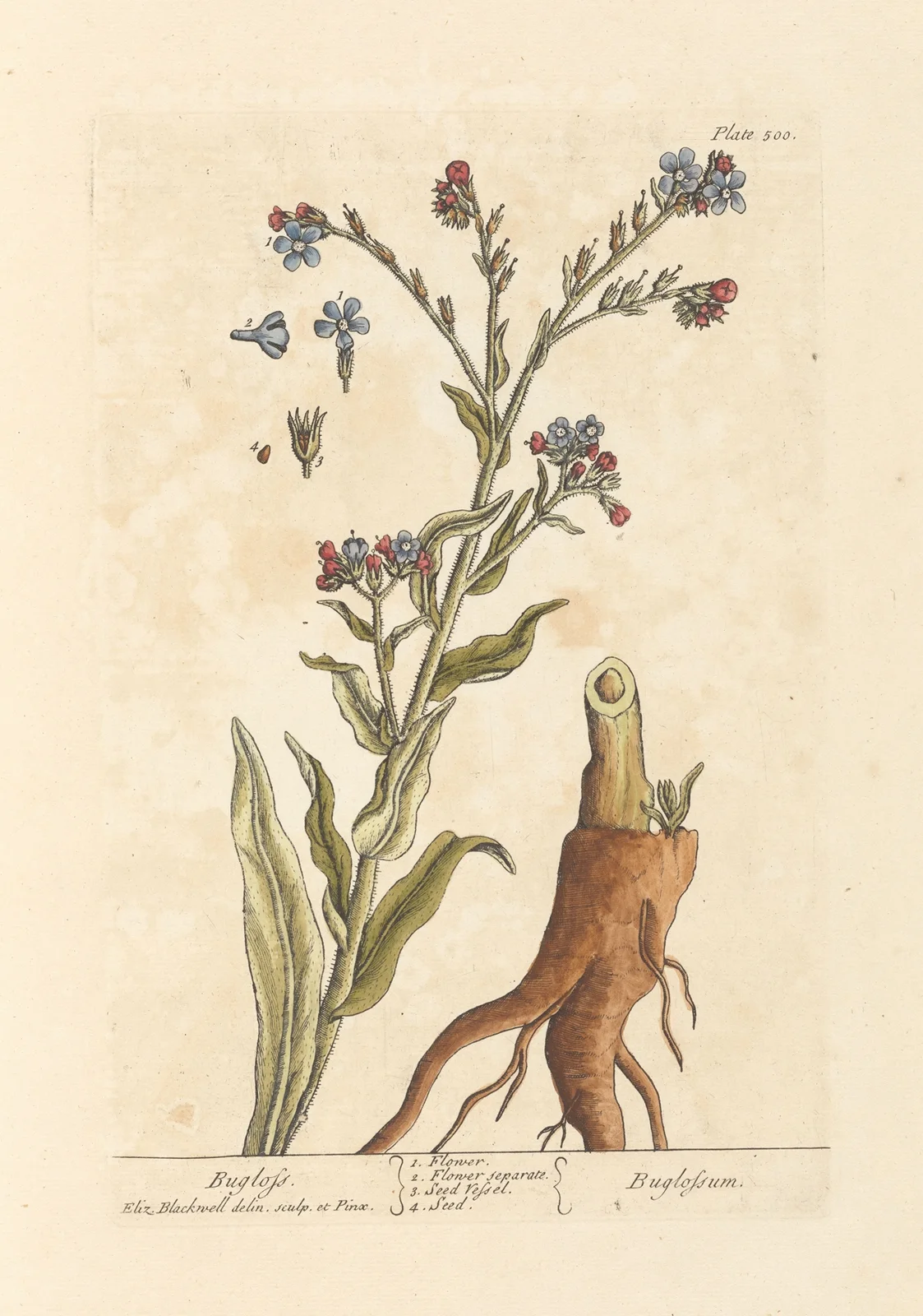 Bugloss av Elizabeth Blackwell