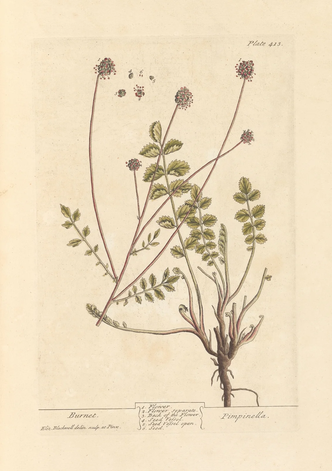 Burnet av Elizabeth Blackwell