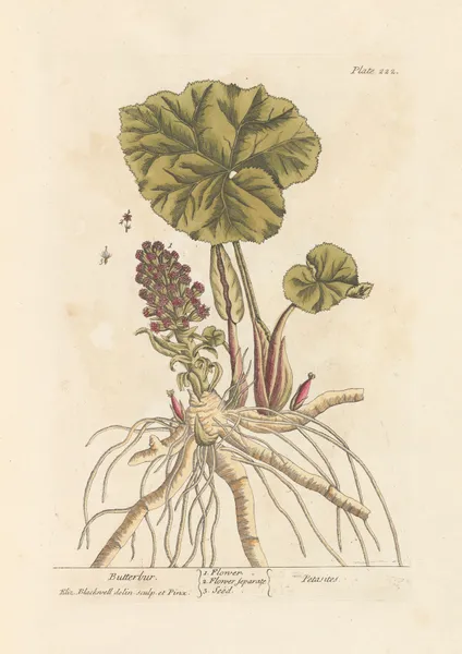 Butterbur av Elizabeth Blackwell