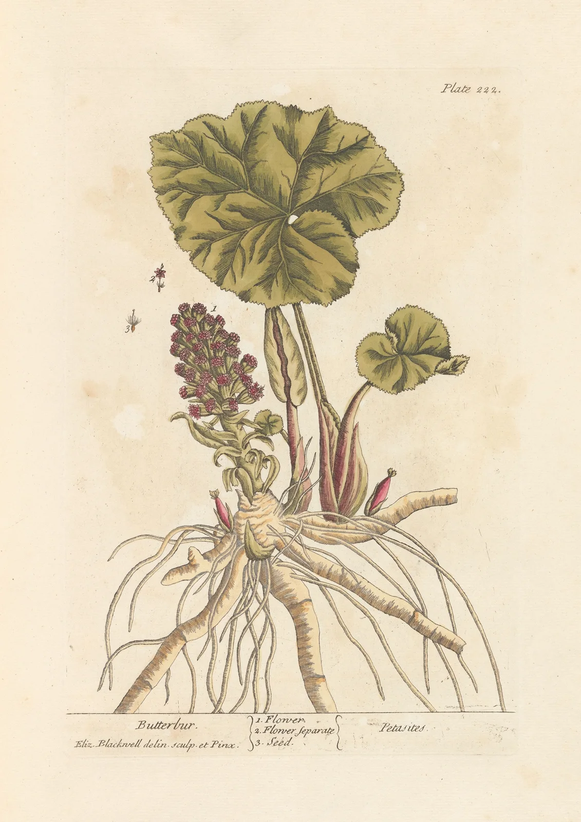 Butterbur av Elizabeth Blackwell