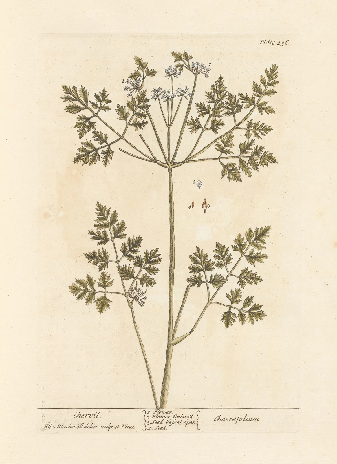 Chervil av Elizabeth Blackwell