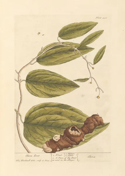 China root av Elizabeth Blackwell