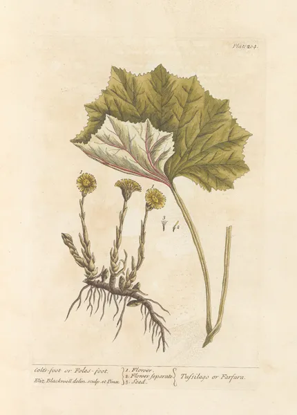 Colt’s-foot or foles-foot av Elizabeth Blackwell