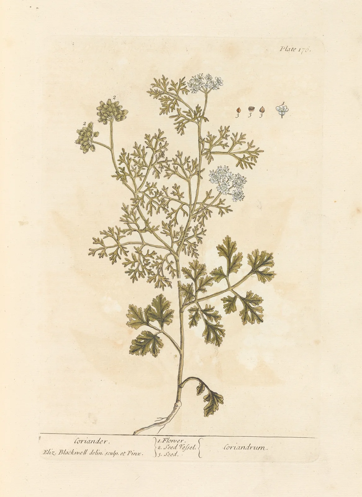 Coriander av Elizabeth Blackwell
