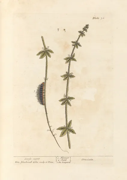 Cross-wort av Elizabeth Blackwell