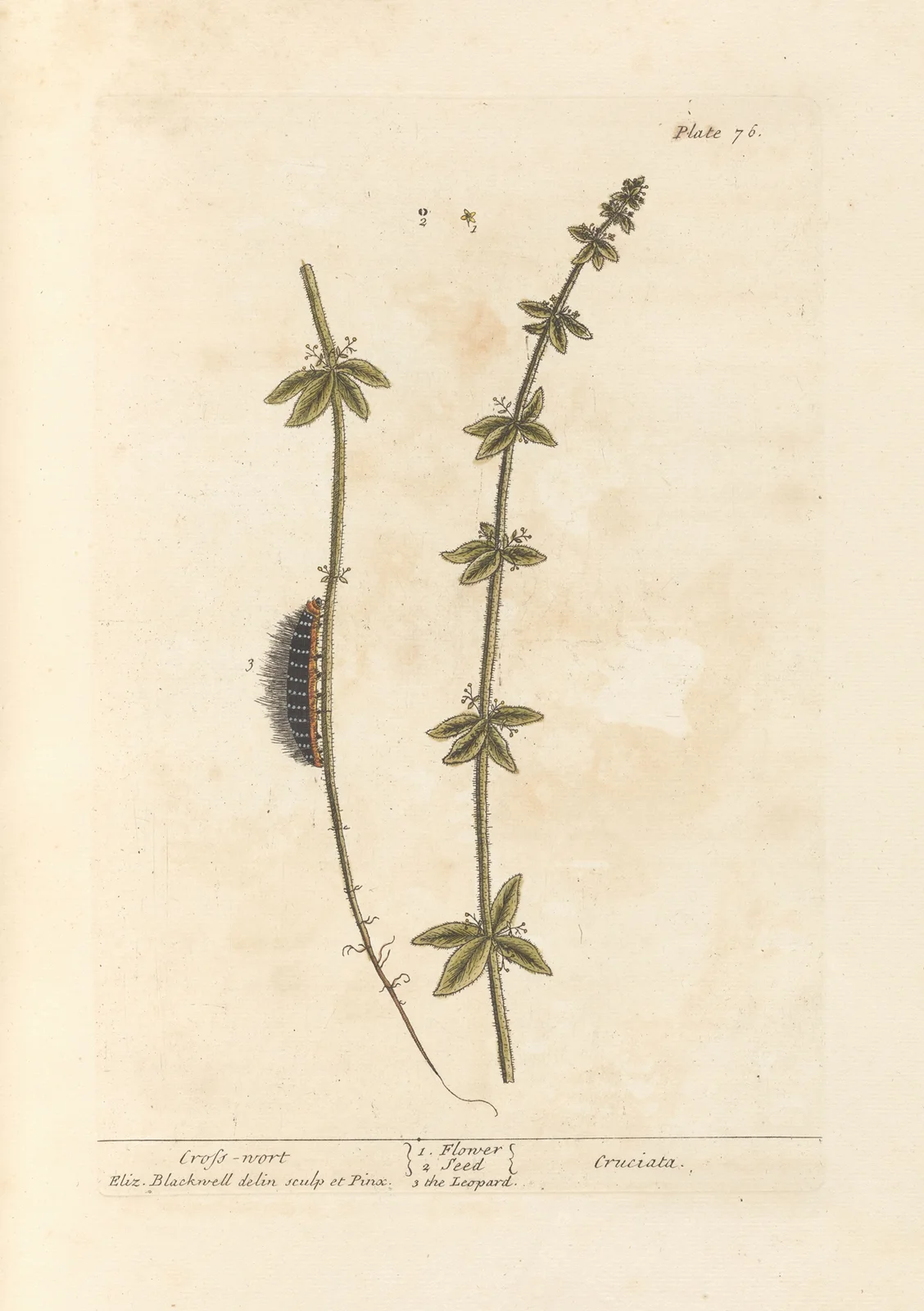 Cross-wort av Elizabeth Blackwell