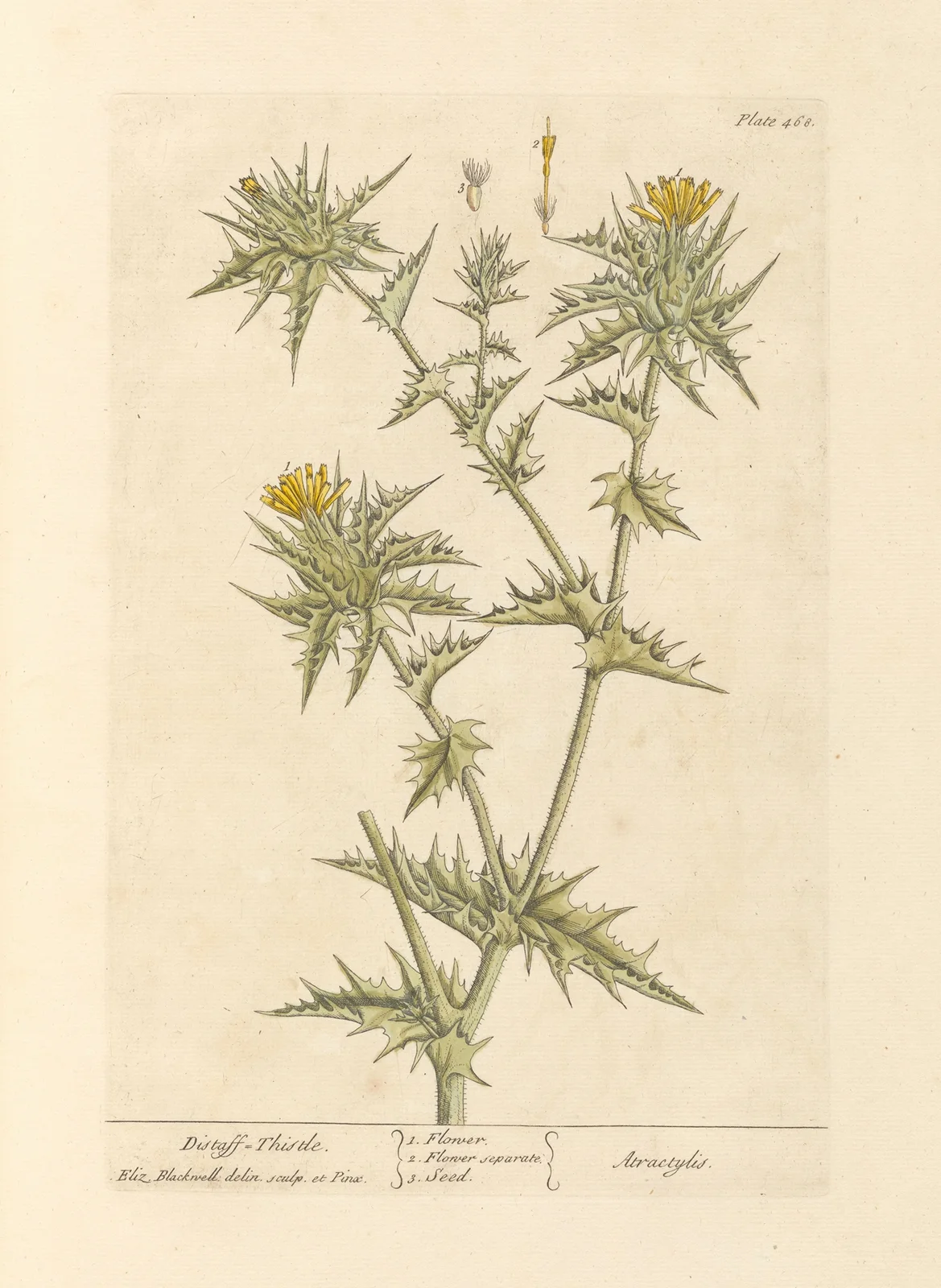Distaff thistle av Elizabeth Blackwell