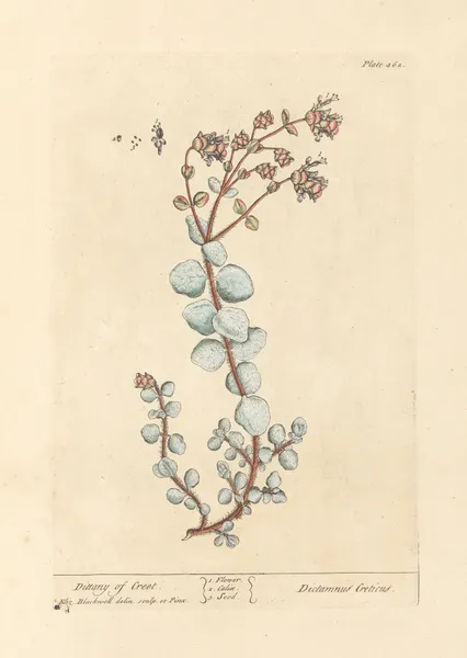 Dittany of creet av Elizabeth Blackwell