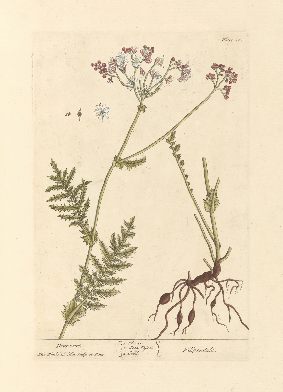 Dropwort av Elizabeth Blackwell