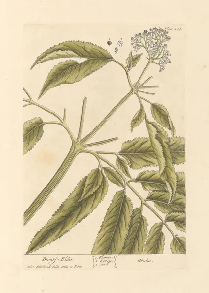 Dwarf elder av Elizabeth Blackwell