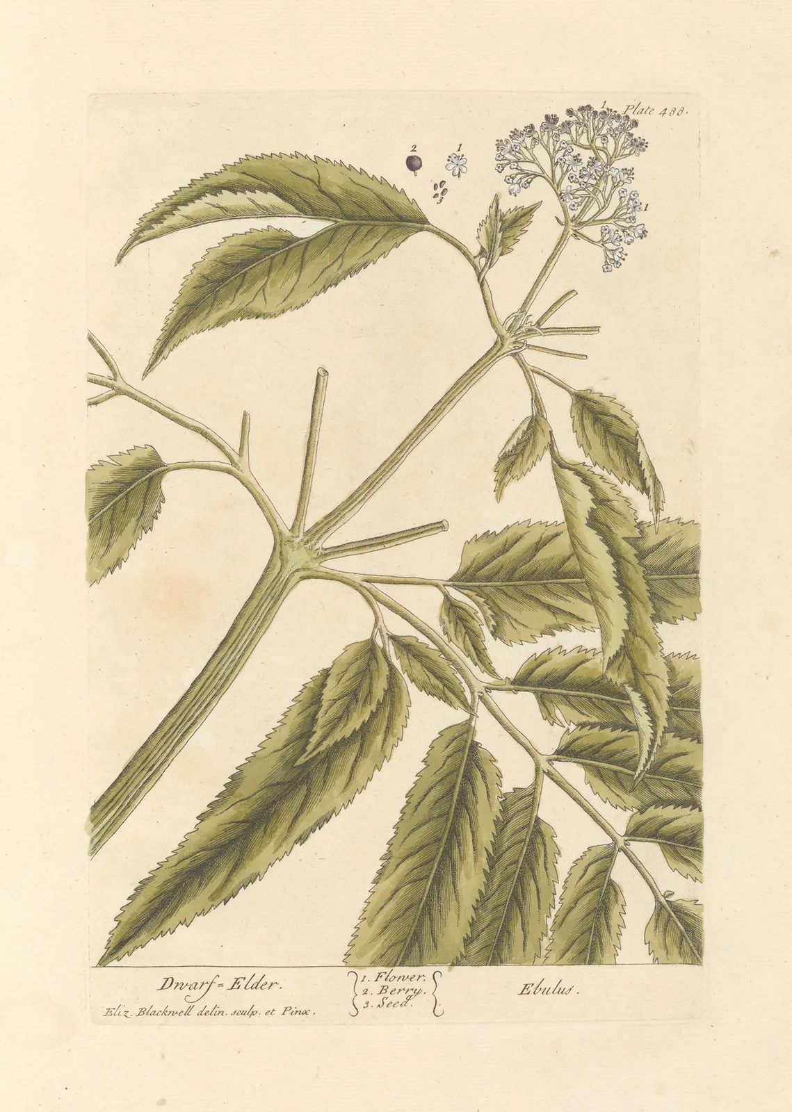 Dwarf elder av Elizabeth Blackwell