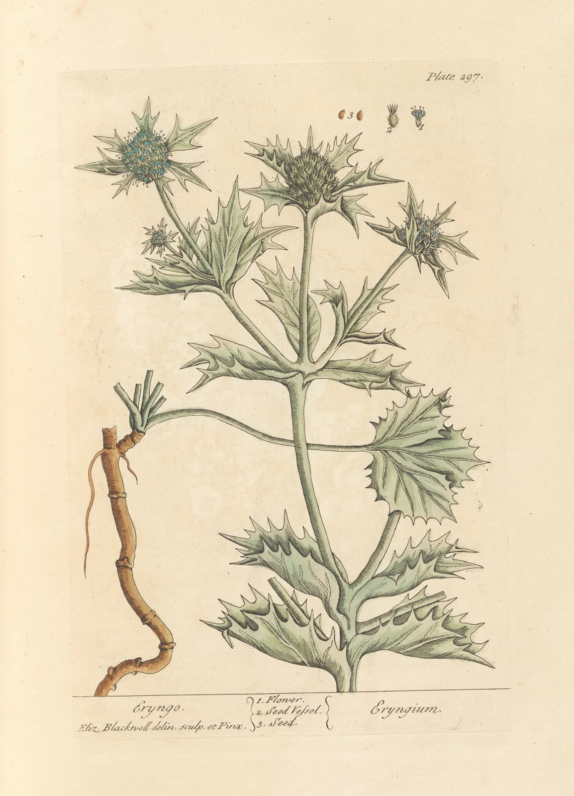 Eryngo av Elizabeth Blackwell