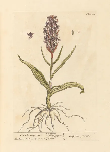 Female satyrium av Elizabeth Blackwell