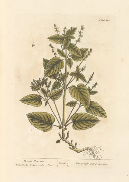 French Mercury av Elizabeth Blackwell