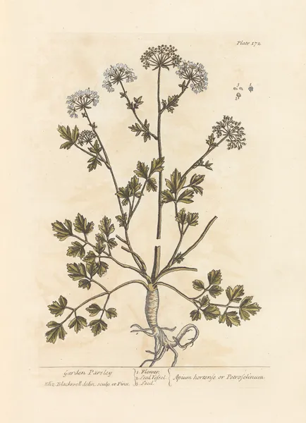Garden parsley av Elizabeth Blackwell