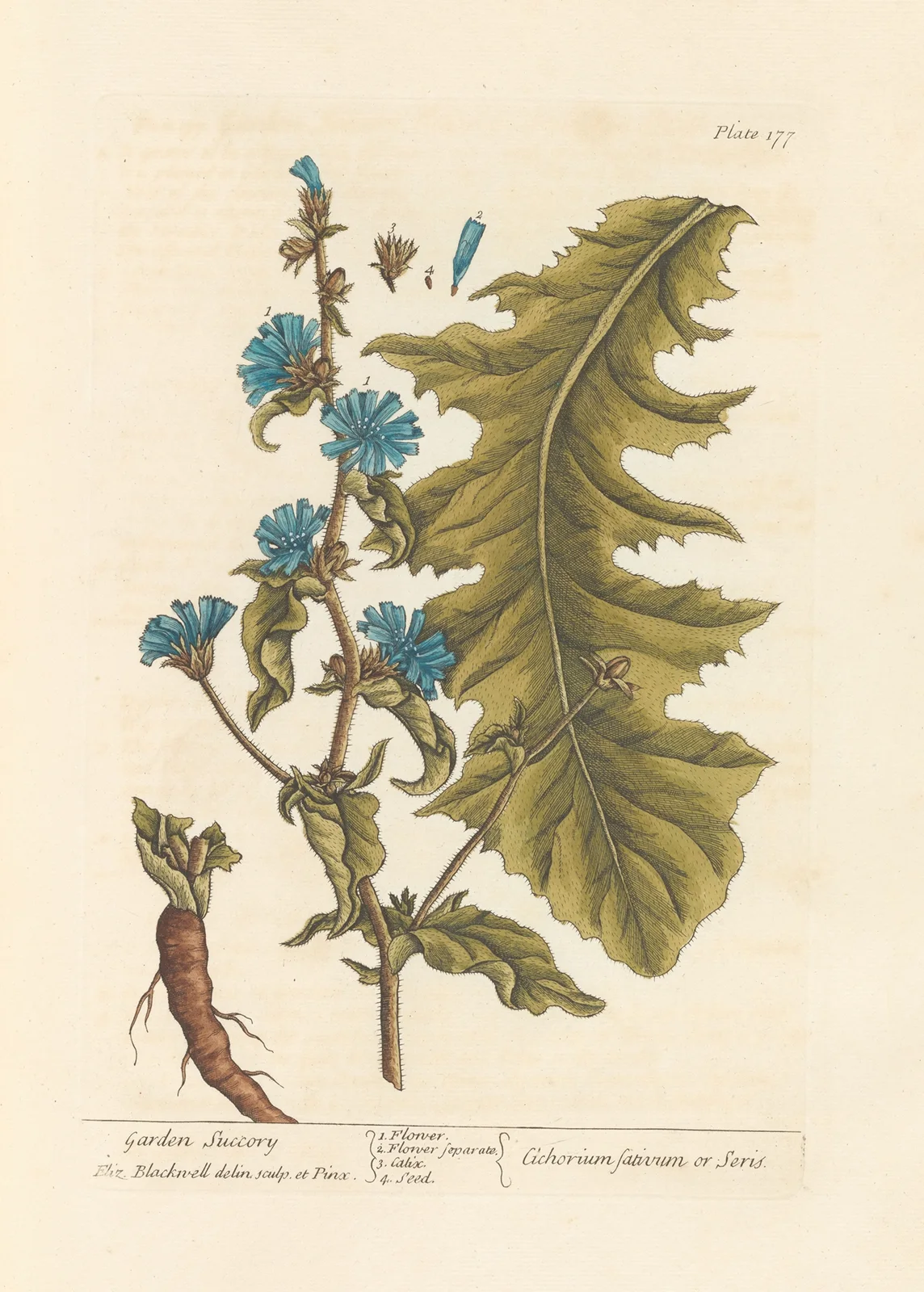 Garden succory av Elizabeth Blackwell