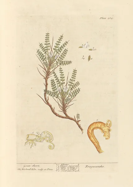 Goats-thorn av Elizabeth Blackwell