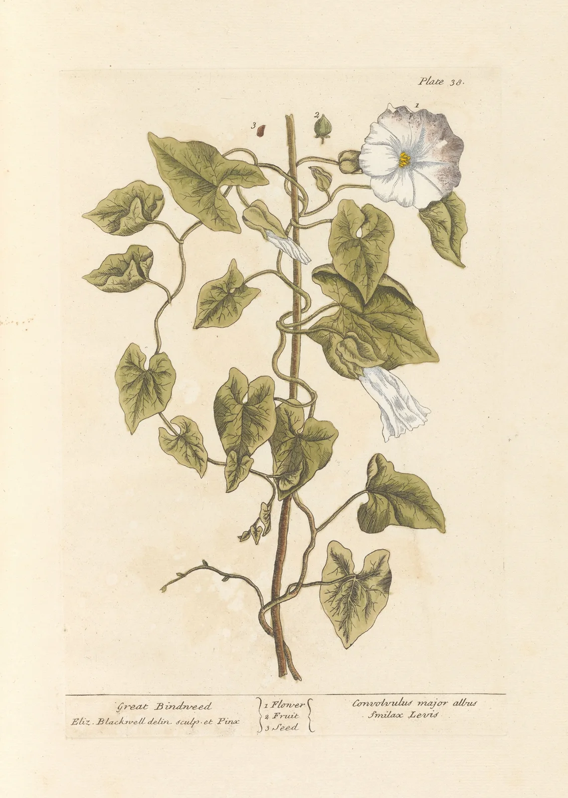 Great bindweed av Elizabeth Blackwell