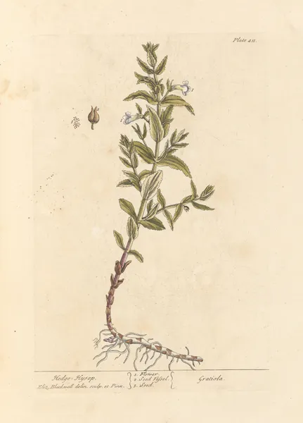 Hedge hyssop av Elizabeth Blackwell