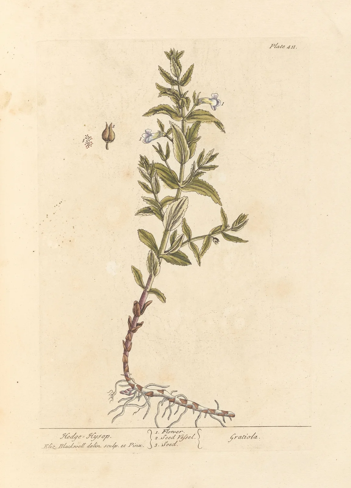 Hedge hyssop av Elizabeth Blackwell