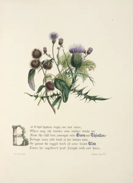 Burrs and thistles, elm av Jane Elizabeth Giraud