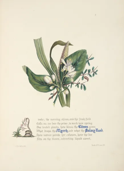 Citron, myrrh and balmy reed av Jane Elizabeth Giraud
