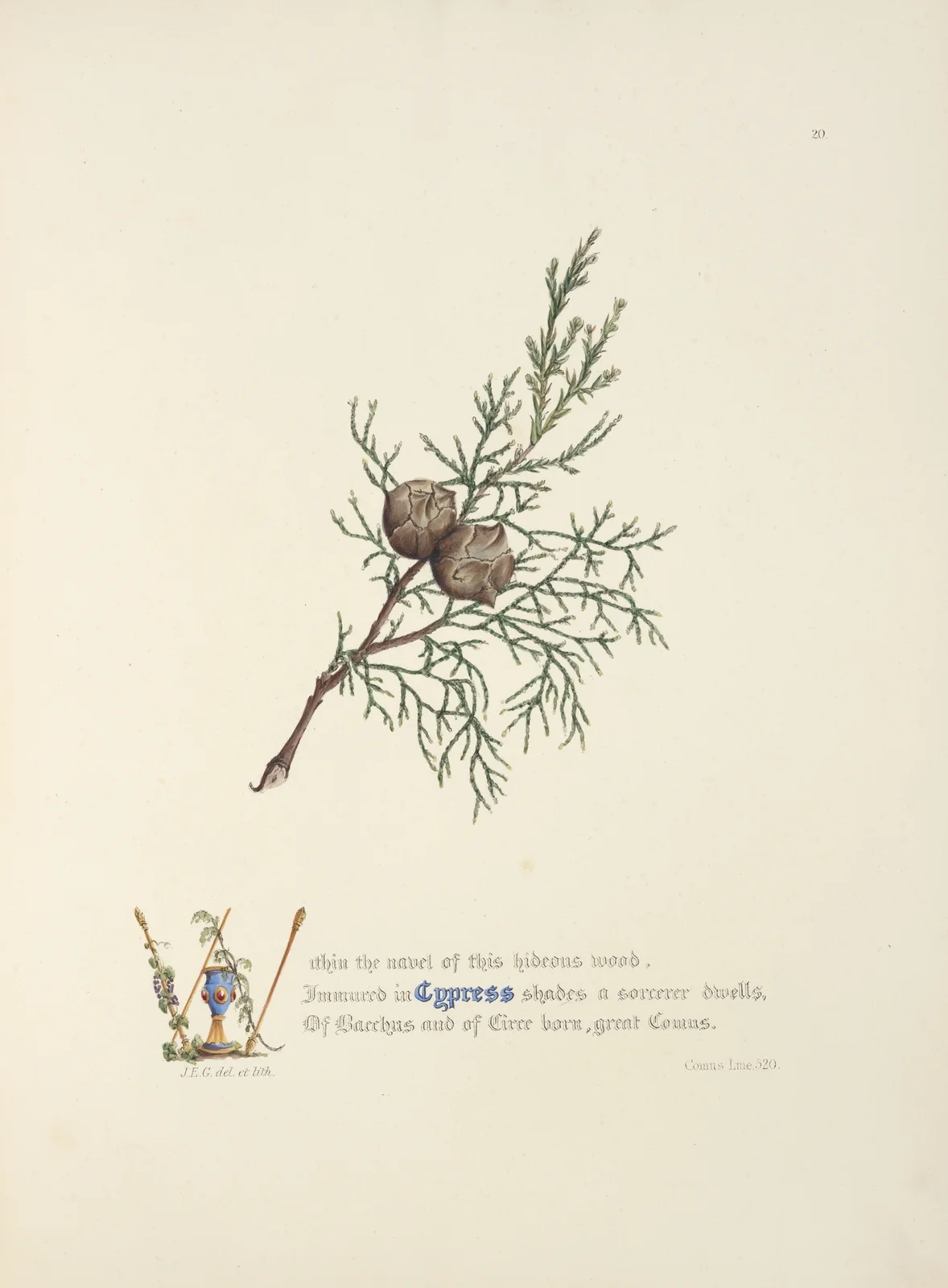 Cypress av Jane Elizabeth Giraud