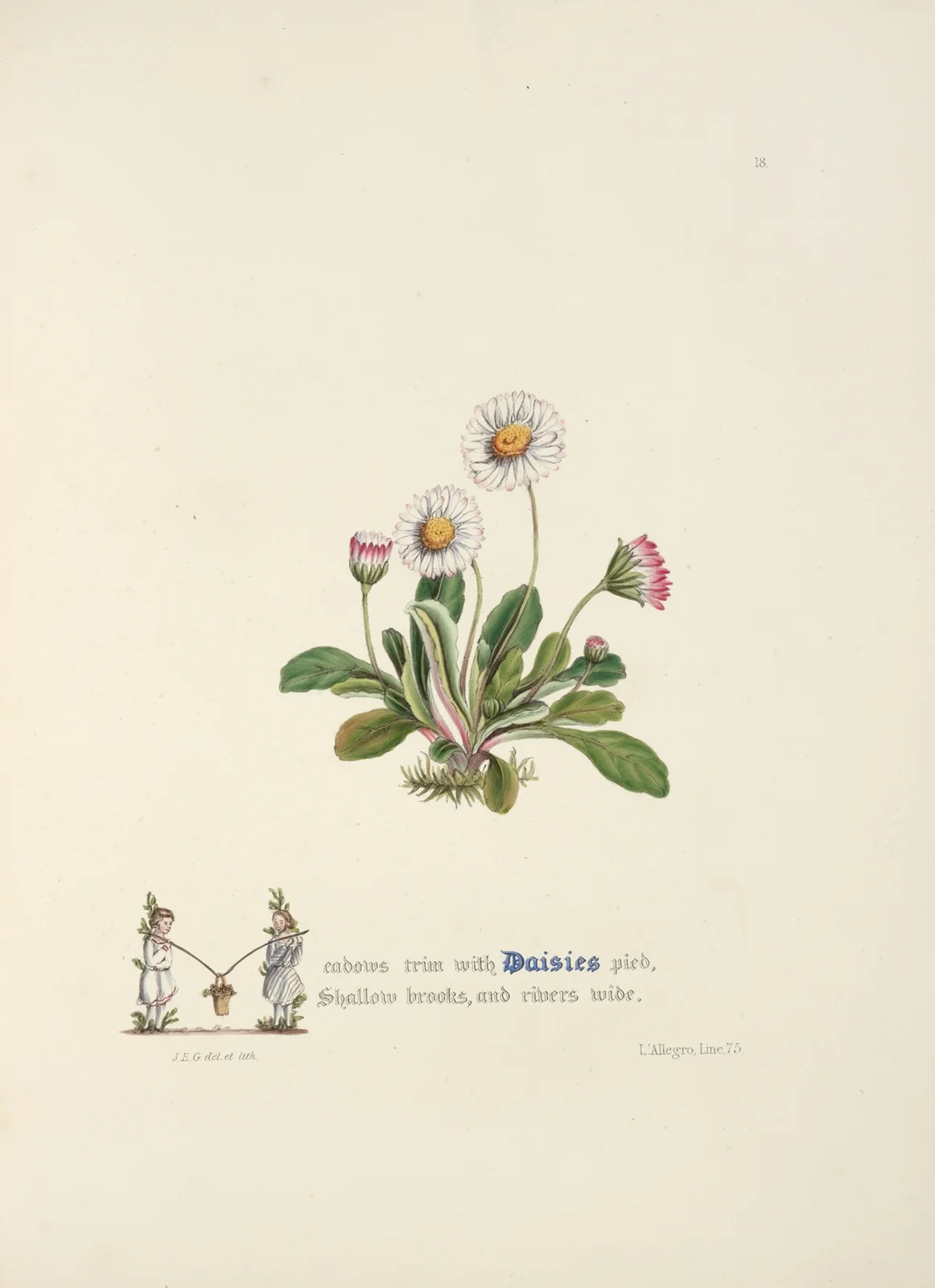 Daisies av Jane Elizabeth Giraud