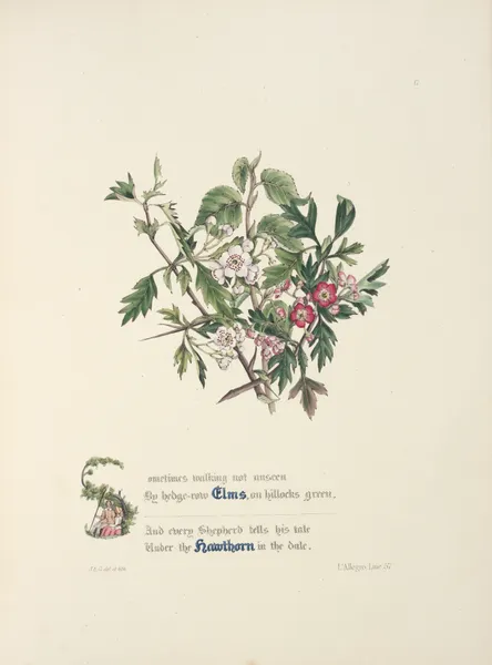 Elms and hawthorns av Jane Elizabeth Giraud