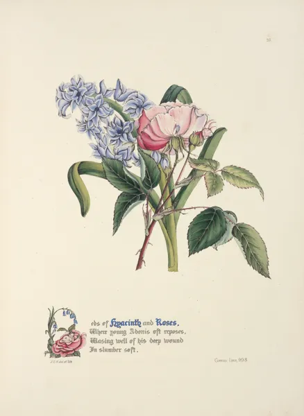 Hyacinth and rose av Jane Elizabeth Giraud